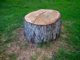 How Our Tree Care Process Works  in  Centralia, WA