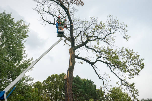 Best Tree Trimming and Pruning  in Centralia, WA