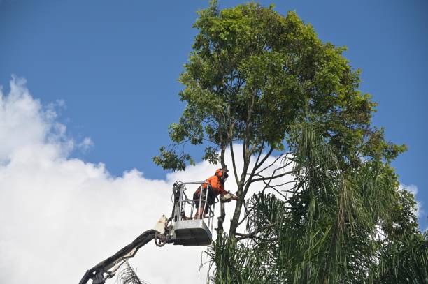 Best Tree Disease Treatment  in Centralia, WA