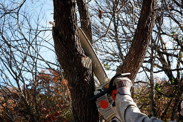 Lawn Pest Prevention in Centralia, WA