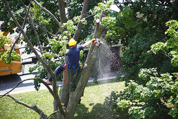 Professional Tree Care in Centralia, WA